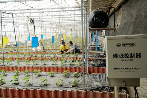 資源高效利用型設施蔬菜健康生產關鍵技術研究項目順利通過驗收